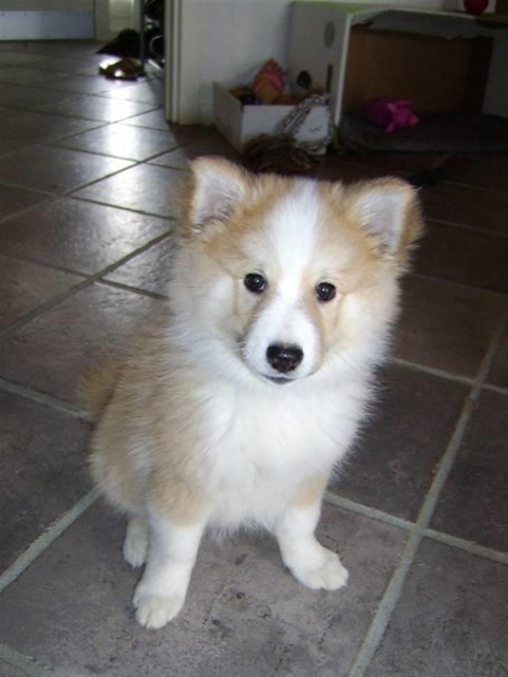 Islandsk fårehund Loka billede 1