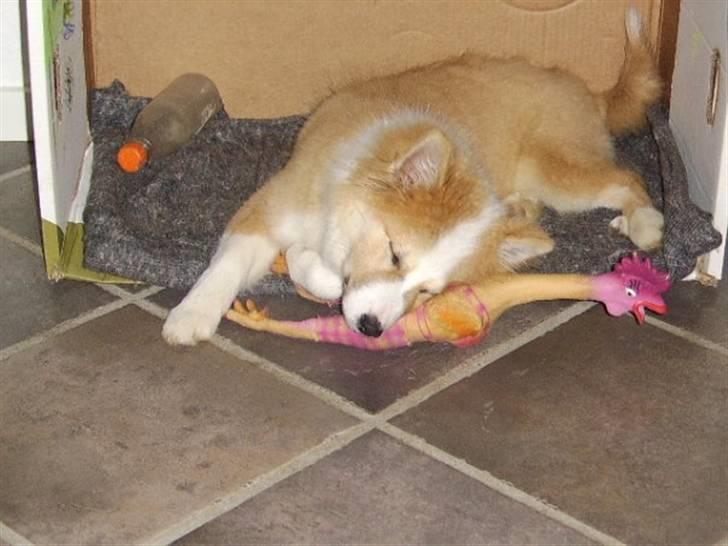 Islandsk fårehund Loka - den er så blød billede 2