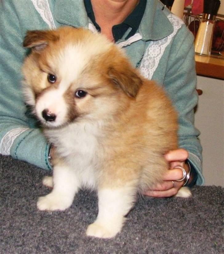 Islandsk fårehund Loka billede 3