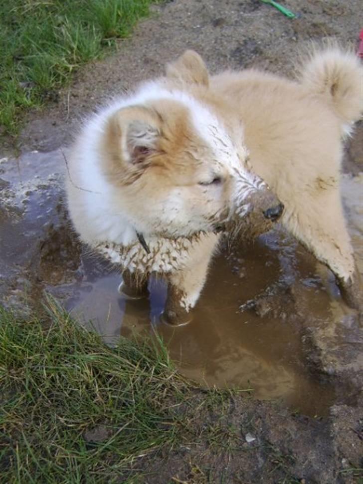 Islandsk fårehund Loka - mudderbad ! billede 4