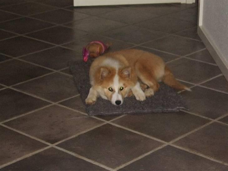 Islandsk fårehund Loka billede 5