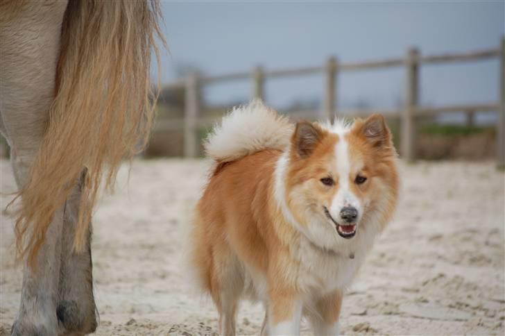 Islandsk fårehund Loka billede 6