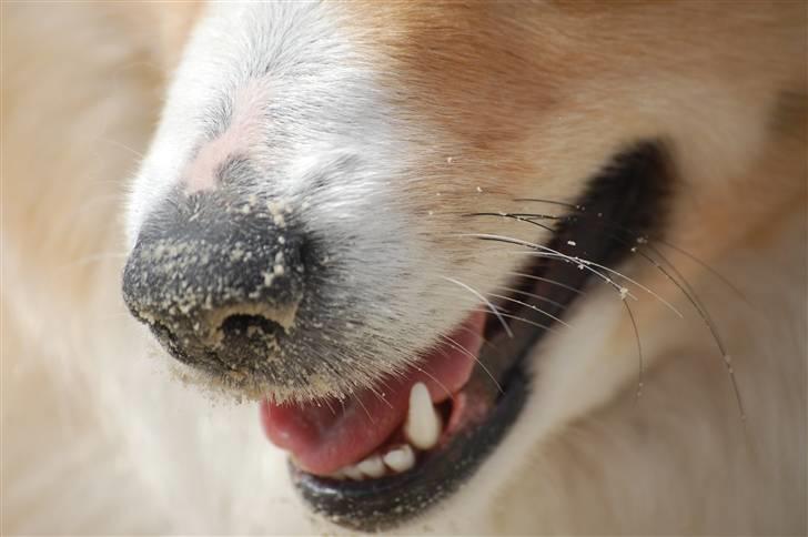 Islandsk fårehund Loka billede 7