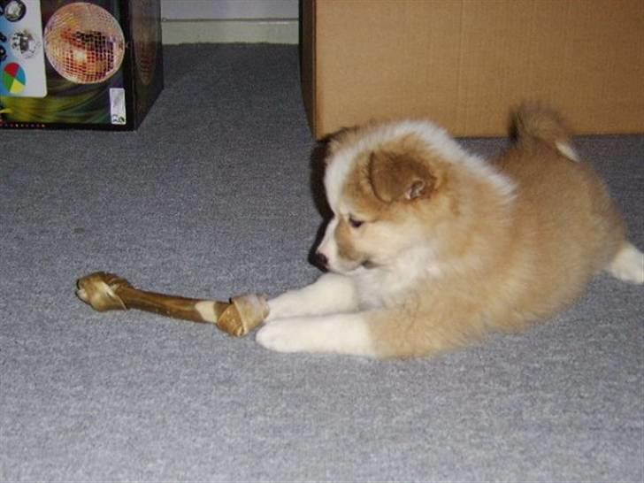 Islandsk fårehund Loka - nåååre nu fik jeg dig billede 8