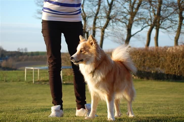 Islandsk fårehund Loka billede 9