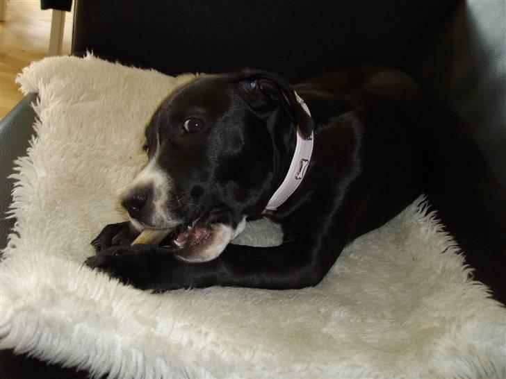 Blanding af racer gala billede 11