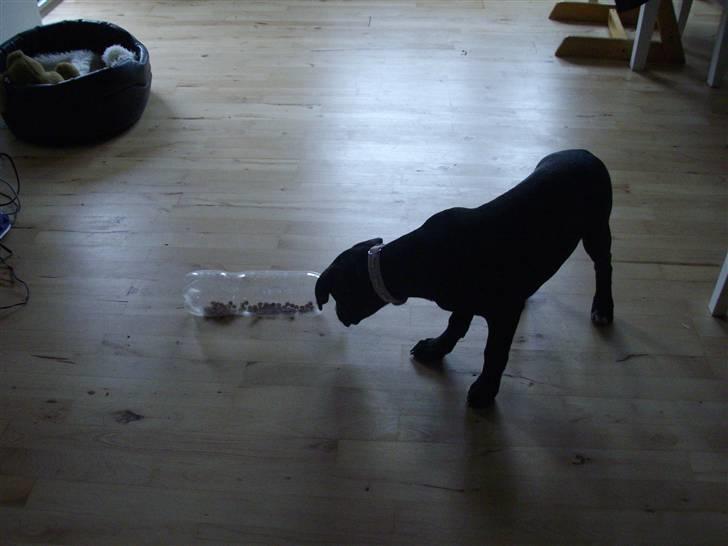 Blanding af racer gala billede 12