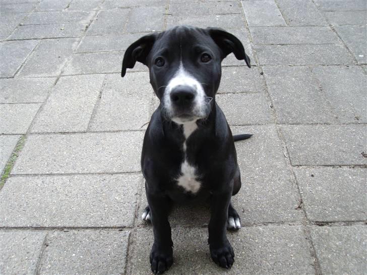 Blanding af racer gala billede 13