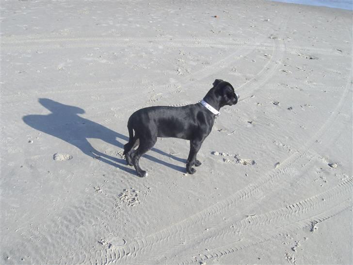 Blanding af racer gala billede 14