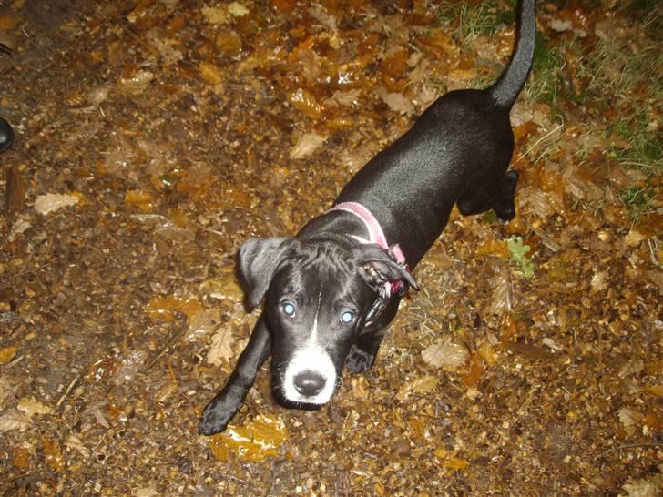 Blanding af racer gala billede 15