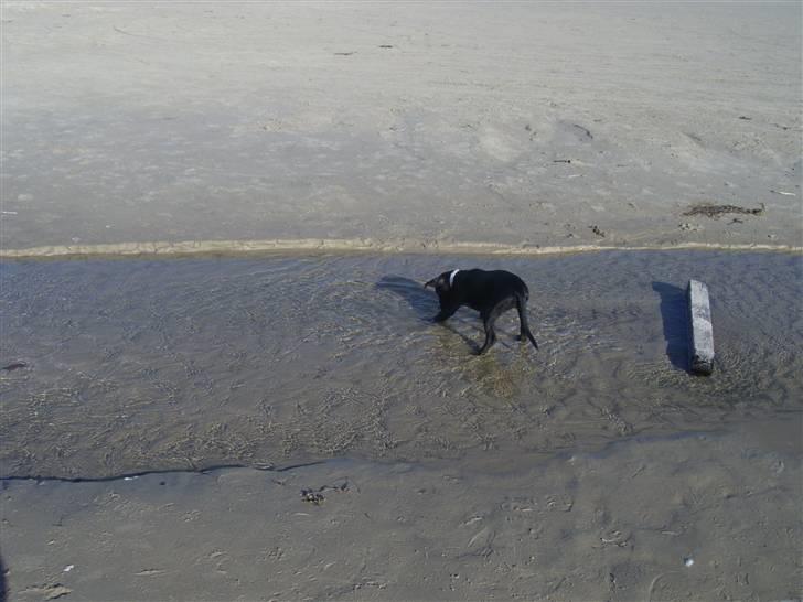 Blanding af racer gala billede 16