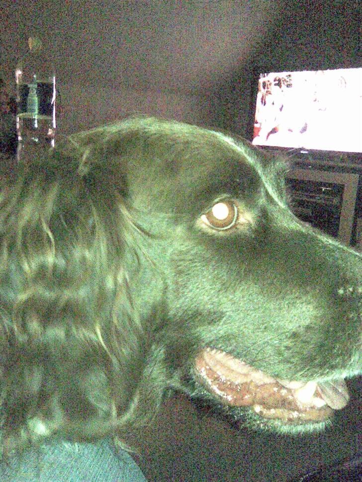 Kleiner münsterländer King R.I.P billede 1