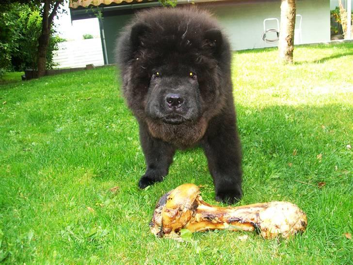 Chow chow Anton - Mit første STORE kødben! Ummmm billede 10