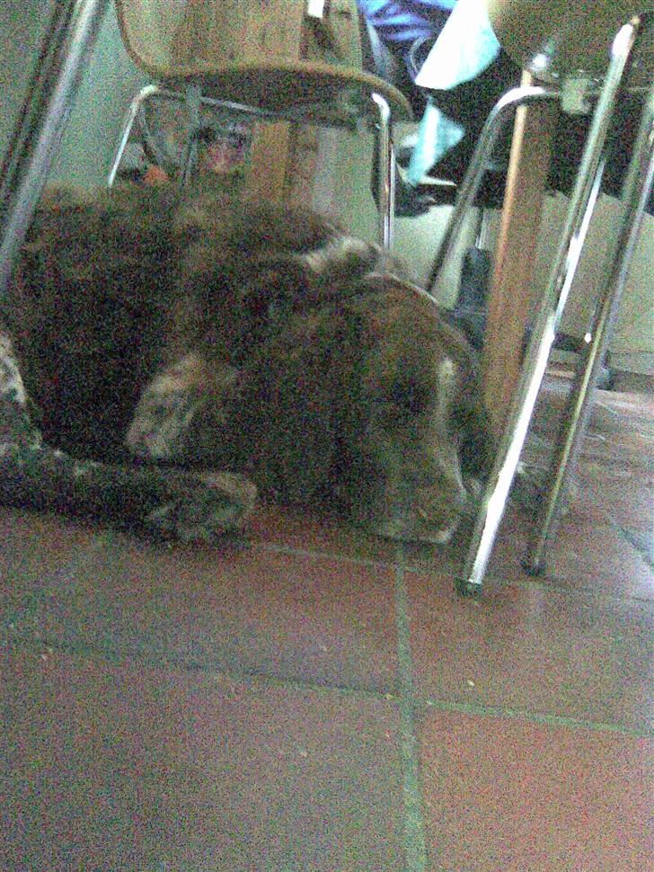 Kleiner münsterländer King R.I.P billede 2