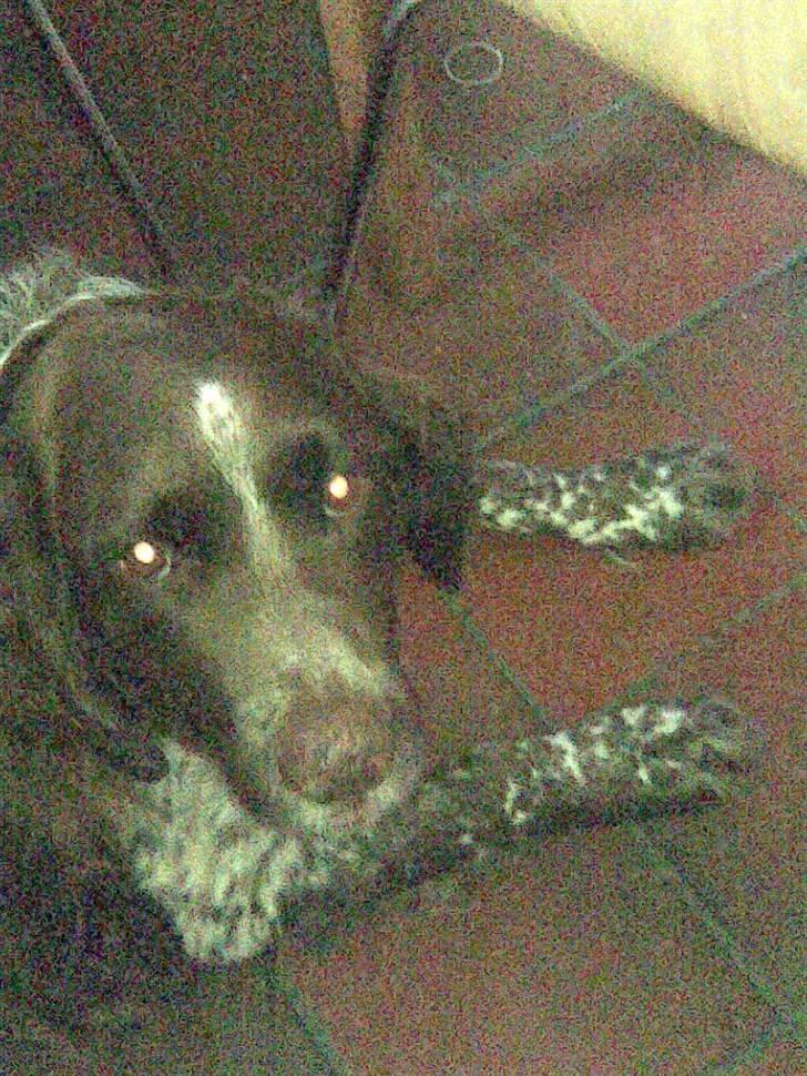 Kleiner münsterländer King R.I.P billede 3