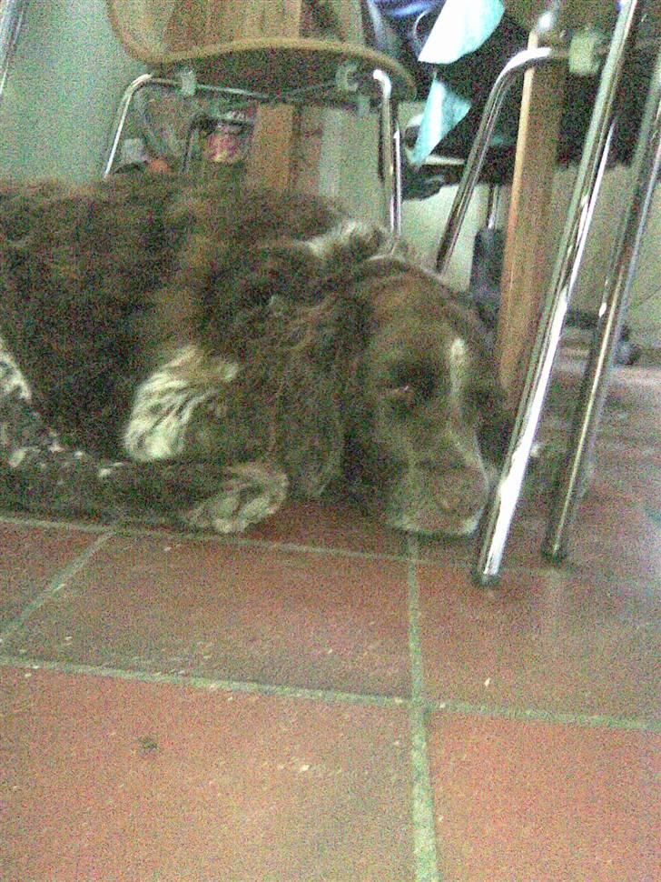 Kleiner münsterländer King R.I.P billede 4