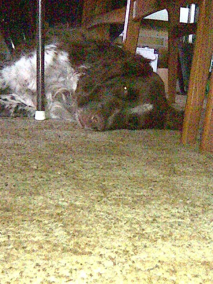 Kleiner münsterländer King R.I.P billede 5