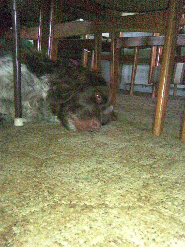 Kleiner münsterländer King R.I.P billede 6