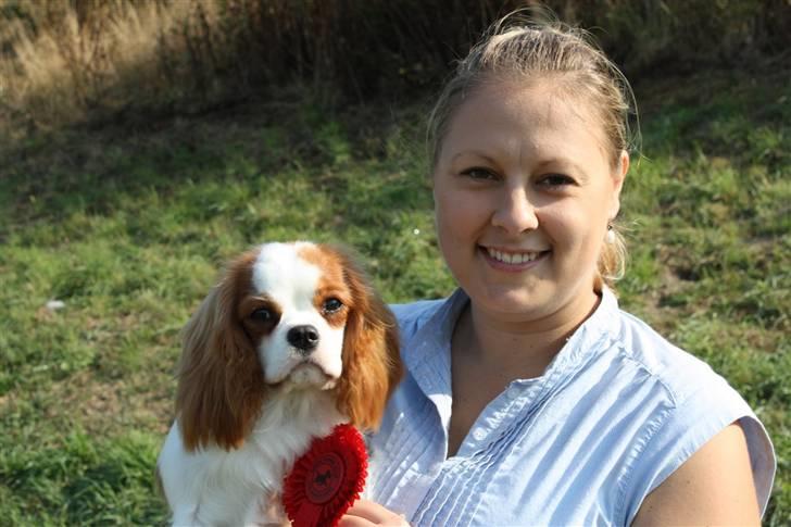 Cavalier king charles spaniel BC Jubilee Jaii - Jaii BIR hvalp i Brøndby billede 18
