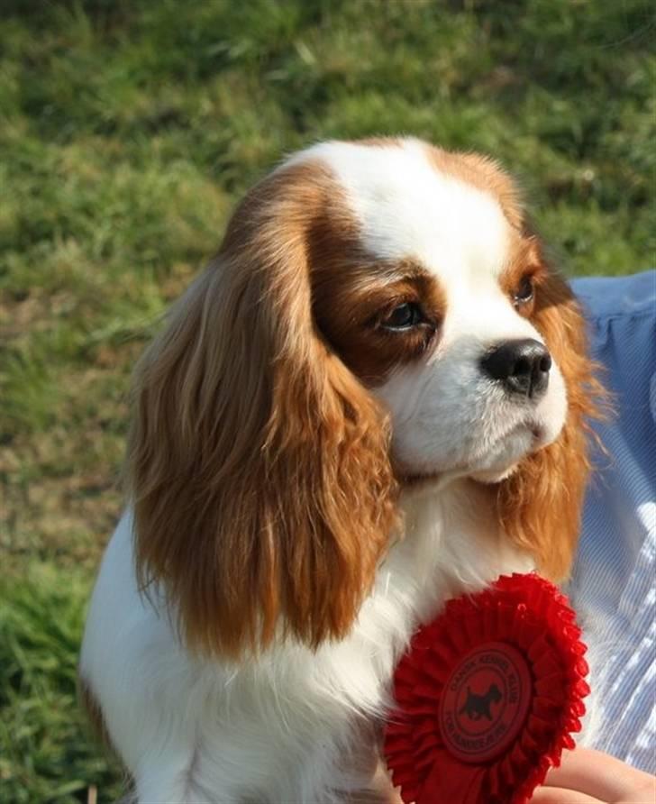 Cavalier king charles spaniel BC Jubilee Jaii - Jaii BIR hvalp i Brøndby billede 19