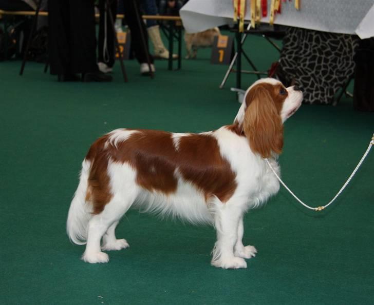 Cavalier king charles spaniel BC Jubilee Jaii - Jaii 10 mdr gl - bedste junior i Bruxelles dec. 09 billede 20