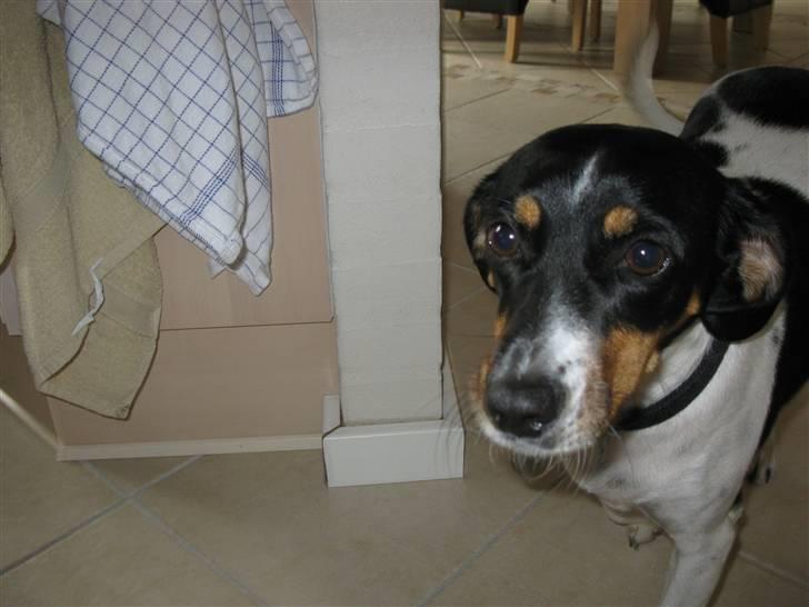 Dansk svensk gaardhund Perle - 30-9-09 billede 12