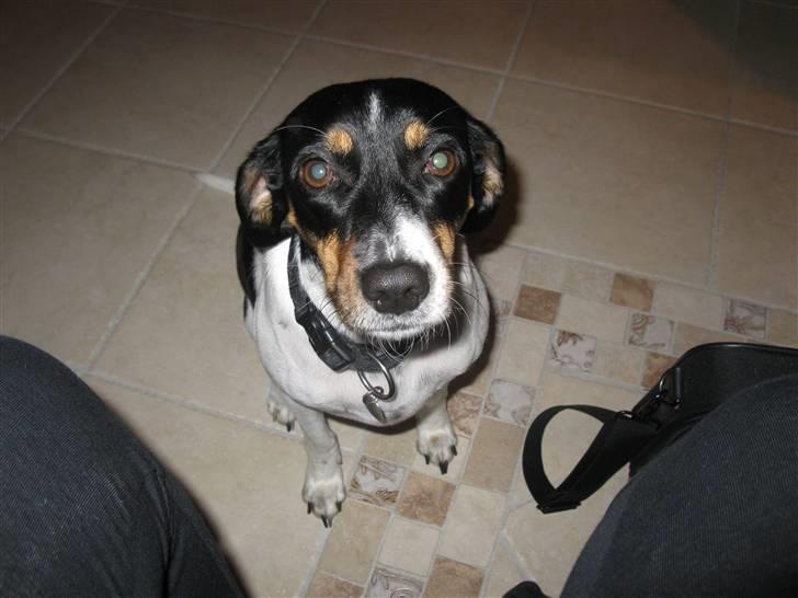 Dansk svensk gaardhund Perle - 30-9-09 billede 13