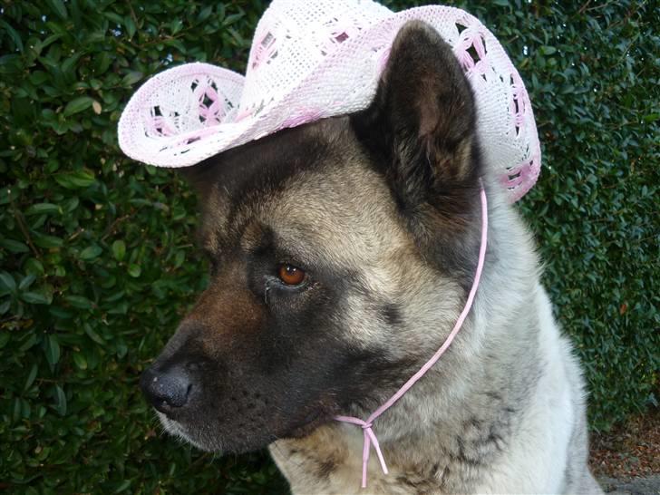 American Akita Suki billede 14