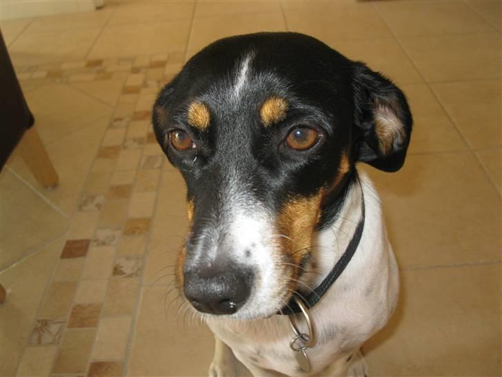 Dansk svensk gaardhund Perle - 30-9-09 billede 14