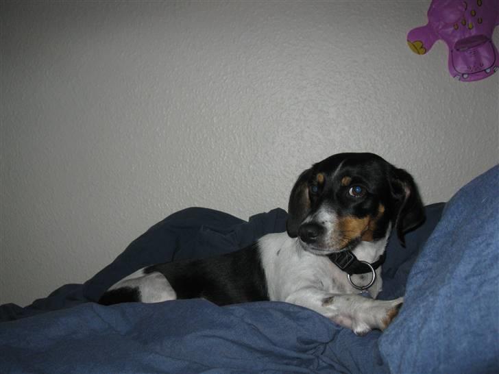 Dansk svensk gaardhund Perle - 30-9-09 billede 15