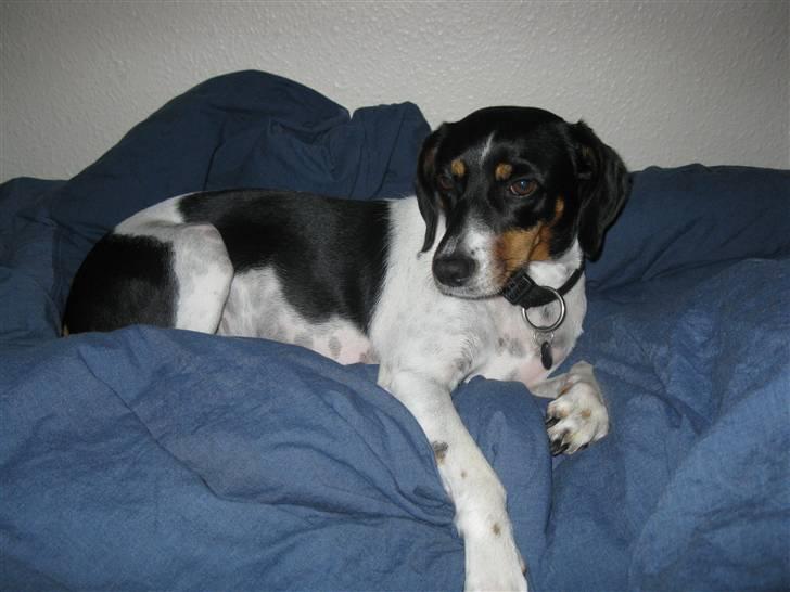 Dansk svensk gaardhund Perle - 30-9-09 billede 16