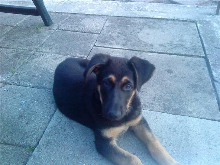 Schæferhund Bjørn - 9 uger billede 1