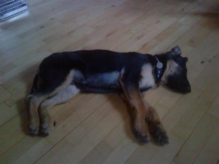 Schæferhund Bjørn - 16 uger billede 2