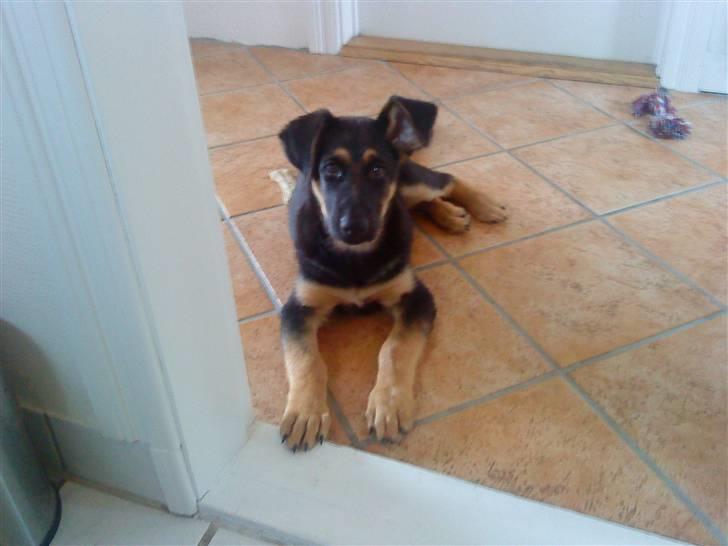 Schæferhund Bjørn - 11 uger billede 3