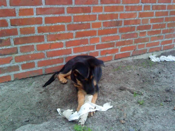 Schæferhund Bjørn billede 4