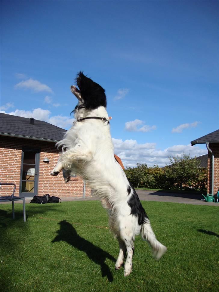Engelsk springer spaniel Cato - Hunden der er for sej:) billede 13