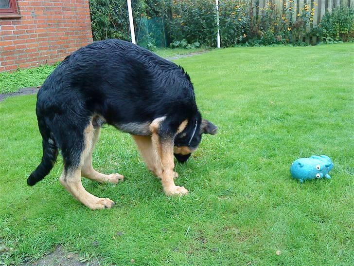 Schæferhund Bjørn - 18 uger billede 5