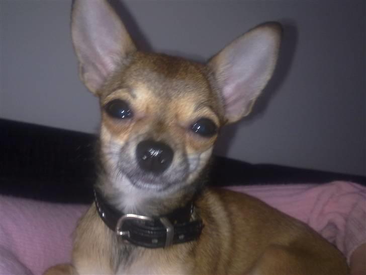 Chihuahua Emma billede 1