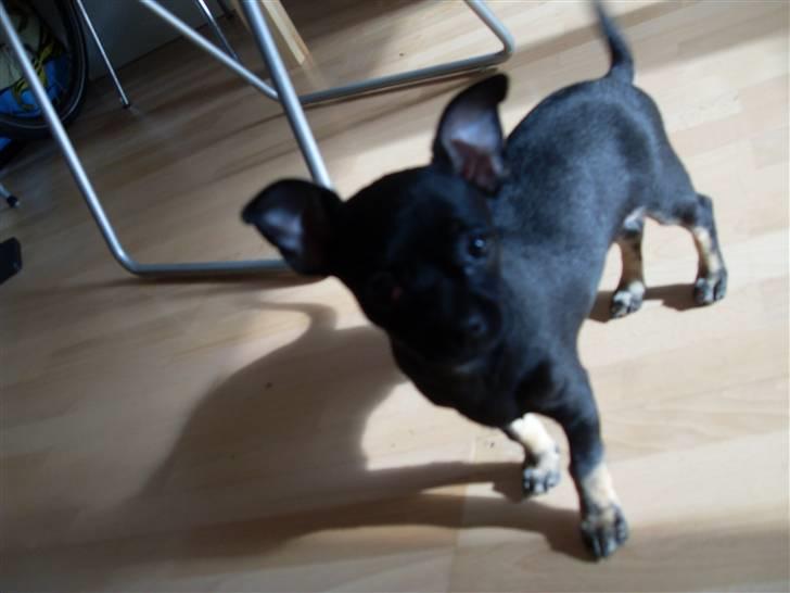 Chihuahua Anton D'Leh. billede 7