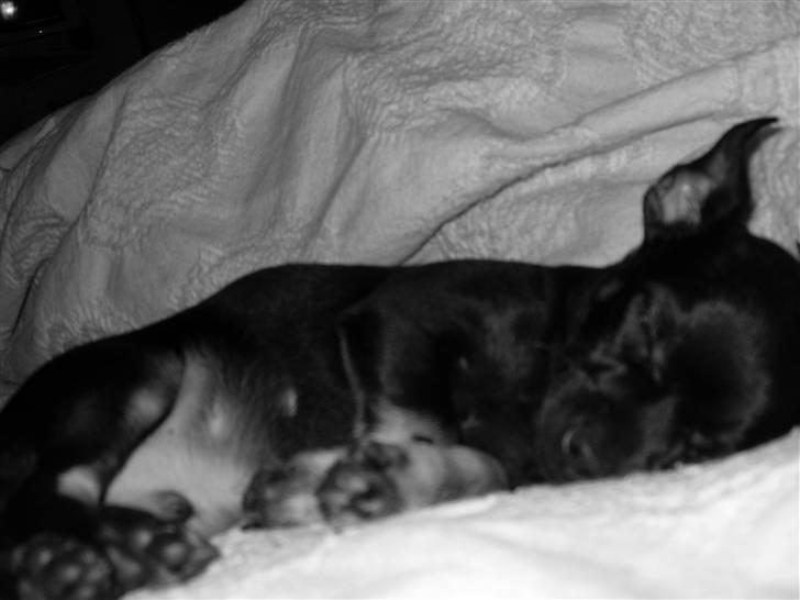 Chihuahua Anton D'Leh. billede 8