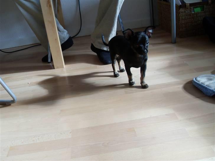 Chihuahua Anton D'Leh. billede 9