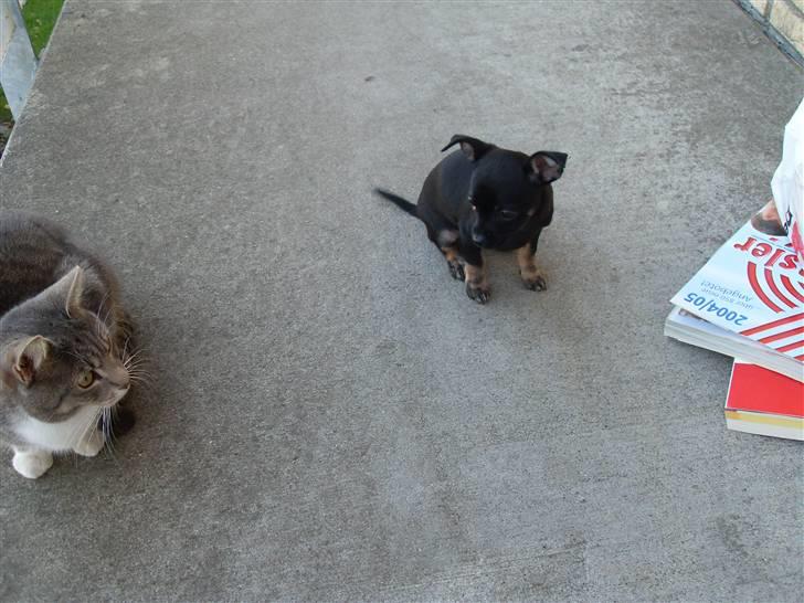 Chihuahua Anton D'Leh. billede 10