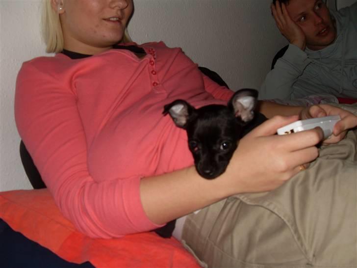 Chihuahua Anton D'Leh. billede 11