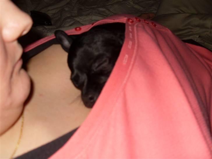 Chihuahua Anton D'Leh. billede 12