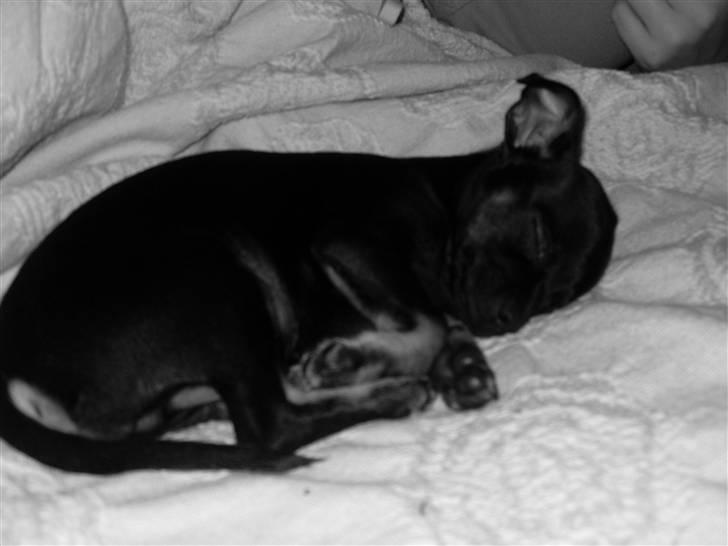 Chihuahua Anton D'Leh. billede 13