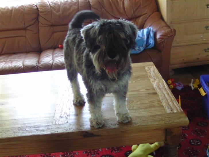 Dvaergschnauzer Neno (Nemo) - Hvad er det du har der?? billede 13