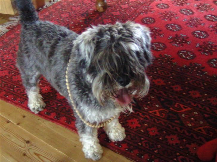 Dvaergschnauzer Neno (Nemo) - Er jeg pæn eller er jeg bare pæn??<33 billede 14