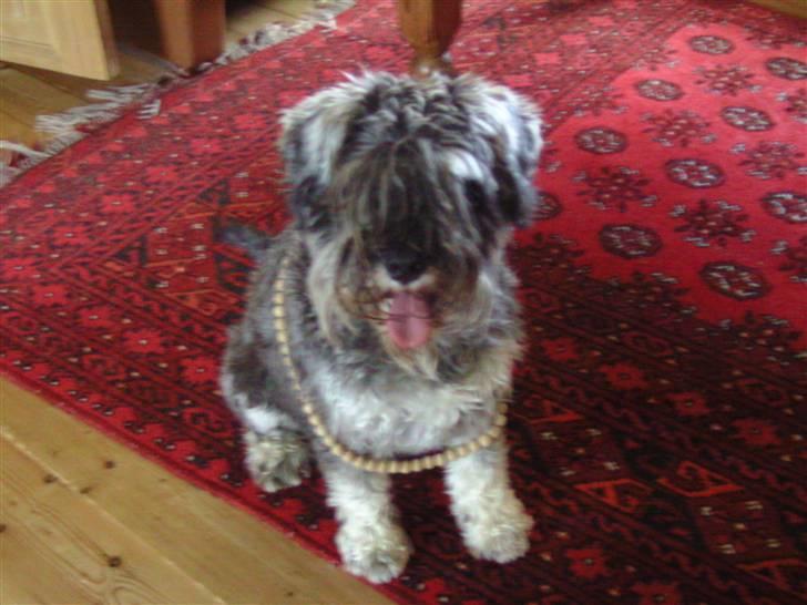 Dvaergschnauzer Neno (Nemo) - Skal jeg nu også sidde ned ): billede 15