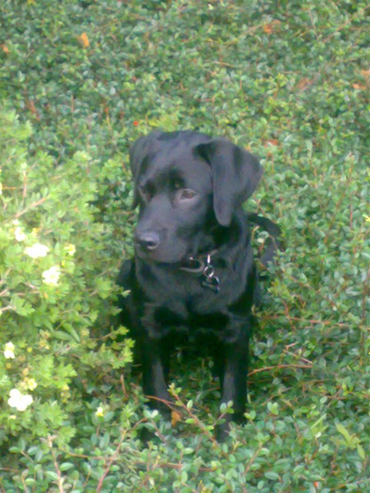 Labrador retriever Max billede 4