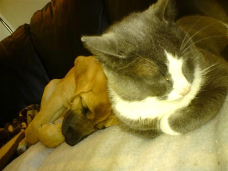 Broholmer Thor billede 6